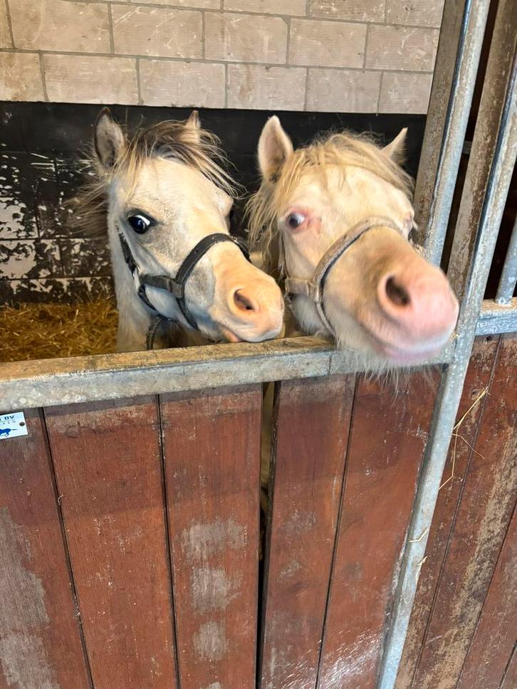Twee welsh A hengstveulens, Dieren en Toebehoren, Pony's