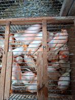 Kanaries rood mozaik  jonge vogels op kleur 20 euro stuk, Dieren en Toebehoren, Vogels | Kanaries