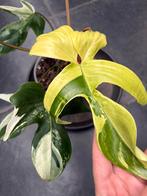 Philodendron Florida beauty mint, Ophalen of Verzenden