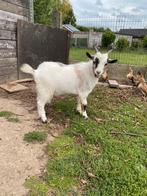 Bokje, Dieren en Toebehoren, Schapen, Geiten en Varkens, Mannelijk, Geit