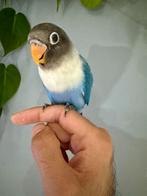 Super getemde baby-agapornis