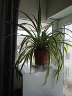 graslelie spiderplant, Huis en Inrichting, Kamerplanten, Ophalen