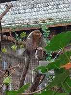 Botvink, Mannelijk, Wildzangvogel, Geringd