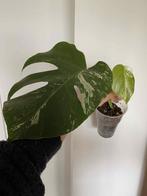 Monstera albo deliciosa #4, Huis en Inrichting, Ophalen of Verzenden