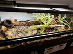Terrarium tropical exoterra 90x45x30cm, Enlèvement, Comme neuf, Terrarium ou Paludarium