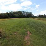 Weide te huur - De Kwakkels (Tielen), Pâturage, 2 ou 3 chevaux ou poneys