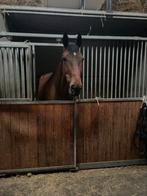 Merrie te koop met goeie stamboek, Dieren en Toebehoren, Merrie, Springpaard, 175 cm of meer, Gechipt