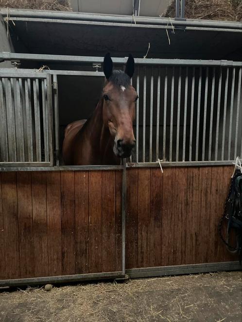 Merrie te koop met goeie stamboek, Dieren en Toebehoren, Paarden, Merrie, 175 cm of meer, 11 jaar of ouder, Springpaard, Met stamboom