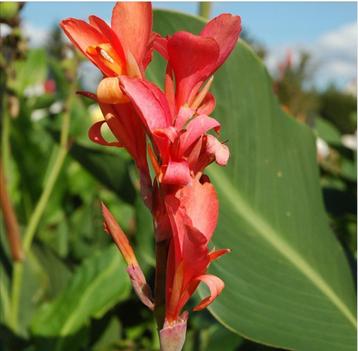 Rhizomes de cannas géants beschikbaar voor biedingen