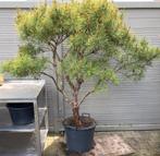 Pinus densiflora 'Umbraculifera', Tuin en Terras, Planten | Bomen, Ophalen