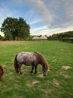 Minipaardje merrie, Dieren en Toebehoren, Pony's, Merrie, Niet van toepassing, A pony (tot 1.17m), 3 tot 6 jaar