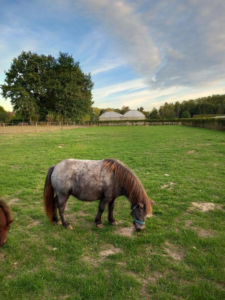 Minipaardje merrie, Dieren en Toebehoren, Pony's, Merrie, Niet van toepassing, A pony (tot 1.17m), Recreatiepony, 3 tot 6 jaar