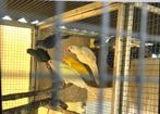 Perroquet, Dieren en Toebehoren, Papegaai