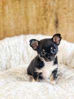 chihuahua pupjes te koop, Dieren en Toebehoren, Honden | Chihuahua's en Gezelschapshonden, België, CDV (hondenziekte), 8 tot 15 weken