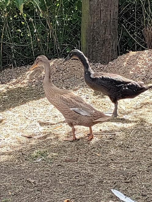 Loopeend, Dieren en Toebehoren, Pluimvee, Eend, Vrouwelijk