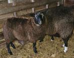 zwartbles ram, Animaux & Accessoires, Moutons, Chèvres & Cochons, Mâle, Mouton, 0 à 2 ans