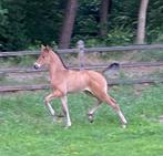 Dressuurveulens, Dieren en Toebehoren, Dressuurpaard, Gechipt, 0 tot 2 jaar