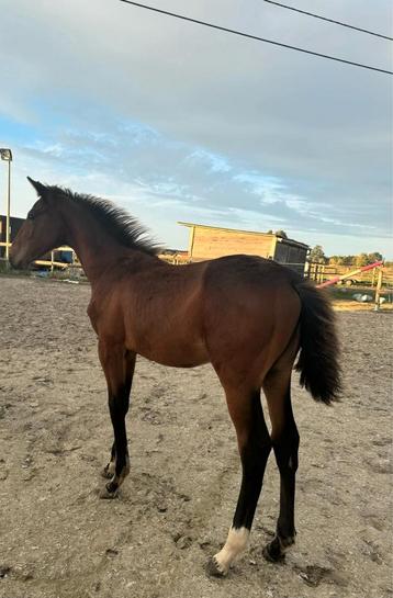 Mooi hengstenveulen / jaarling ruilen tegen D/E pony  beschikbaar voor biedingen