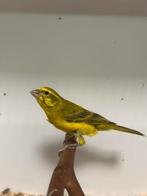 1-1 geelbuik cini ( in nl ), Dieren en Toebehoren, Meerdere dieren, Tropenvogel, Geringd