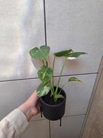 Monstera Thai Constellation, Huis en Inrichting, Kamerplanten, Ophalen