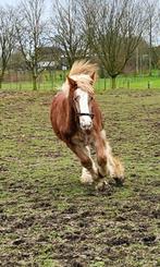 Belgisch trekpaard hengst, Dieren en Toebehoren, Hengst, Gechipt