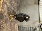 Araucana, Dieren en Toebehoren, Juli, Mannelijk