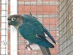 Pyrrhura molinae in mint en violet., Dieren en Toebehoren, Meerdere dieren, Parkiet, Geringd