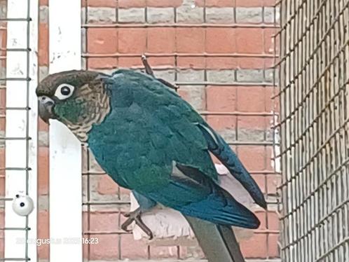 Pyrrhura molinae in mint en violet., Dieren en Toebehoren, Vogels | Parkieten en Papegaaien, Parkiet, Meerdere dieren, Geringd