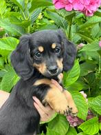 Super mooie dwerg  teckel pups.  🥰, België, Particulier, 8 tot 15 weken, Dwerg