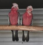 te koop, Dieren en Toebehoren, Vogels | Parkieten en Papegaaien