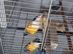 Gouldamandine, Dieren en Toebehoren