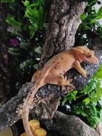 Wimpergekko Vrouw, Dieren en Toebehoren, Reptielen en Amfibieën
