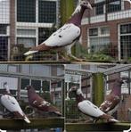 Meulemans choco-wit gezocht voor een lage prijs, Dieren en Toebehoren, Vogels | Overige Vogels