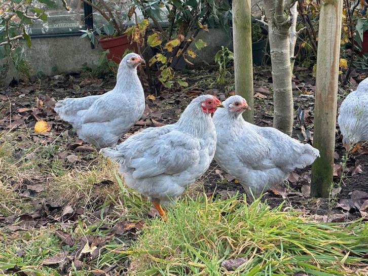 Blauwe kriel wyandotte, Dieren en Toebehoren, Pluimvee, Kip, Meerdere dieren
