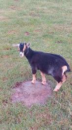 Dwerggeit lammetjes, black and tan mieke, grijsbont bokje, Dieren en Toebehoren, Schapen, Geiten en Varkens