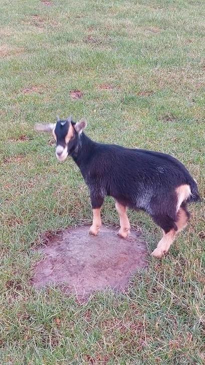 Dwerggeit lammetjes, black and tan mieke, grijsbont bokje, Dieren en Toebehoren, Schapen, Geiten en Varkens