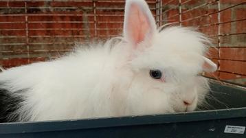 Teddy dwerg  beschikbaar voor biedingen