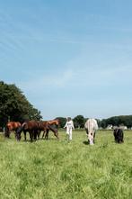 Verzorghulp gezocht met een hart voor paarden!, Verzorging of Verzorgpony's