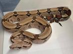 Boa Constrictor Surinam, Dieren en Toebehoren, Reptielen en Amfibieën, Slang