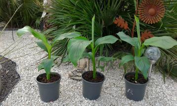 bananenplanten basjoo s; beschikbaar voor biedingen