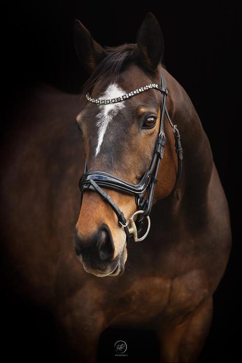 Lieve 9 jarige recreatie merrie, Dieren en Toebehoren, Paarden, Merrie, B, 160 tot 165 cm, 7 tot 10 jaar, Recreatiepaard, Met stamboom