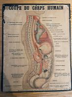 Antieke schoolplaten menselijk lichaam, Antiek en Kunst, Antiek | Schoolplaten, Ophalen of Verzenden