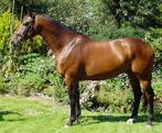PAARD GEZOCHT!!!, Dieren en Toebehoren, Paarden, 175 cm of meer, Zadelmak, 7 tot 10 jaar, Recreatiepaard