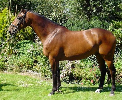 PAARD GEZOCHT!!!, Dieren en Toebehoren, Paarden, Merrie, Zadelmak, 175 cm of meer, 7 tot 10 jaar, Recreatiepaard, Gechipt, Ontwormd
