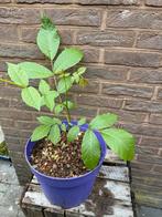 Notenboom - walnoot, Ophalen, Vaste plant, Overige soorten, Volle zon