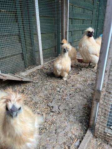 Zijdehoen Citroën  kriel, Sexe inconnu, Poule ou poulet