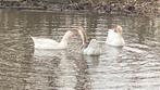 3 Ganzen geslacht weet ik niet, Animaux & Accessoires, Volatiles, Sexe inconnu, Oie ou Cygne