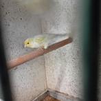 kanarie mannen, Mâle, Canari de couleur