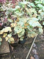 Loganberry planten van hobbykweek, Tuin en Terras, Planten | Tuinplanten, Ophalen, Volle zon, Vaste plant, Fruitplanten