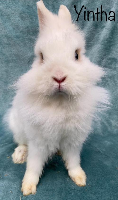 Koppel konijnen ter adoptie, Dieren en Toebehoren, Konijnen, Klein, Meerdere dieren, 0 tot 2 jaar